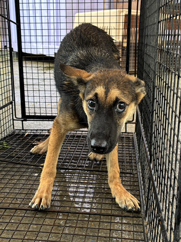 彰化縣流浪狗中途之家臨時收容所,編號:465596, 混種犬          