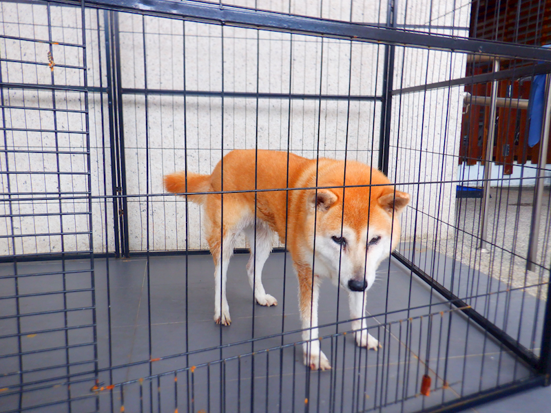 南投縣公立動物收容所,編號:465594, 柴犬                  