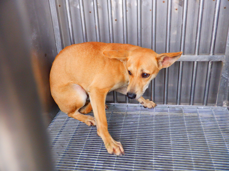 南投縣公立動物收容所,編號:465463, 混種犬          