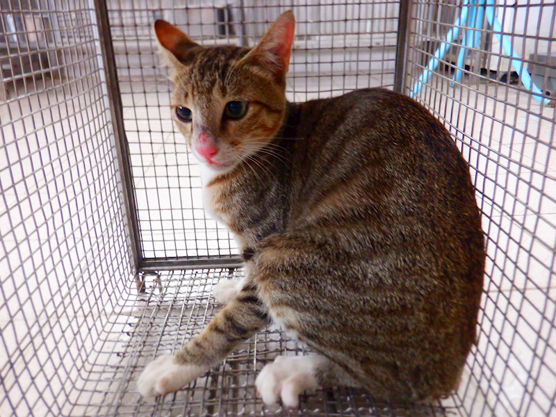 南投縣公立動物收容所,編號:465206, 混種貓                 