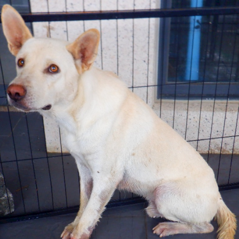 南投縣公立動物收容所,編號:464090, 混種犬          