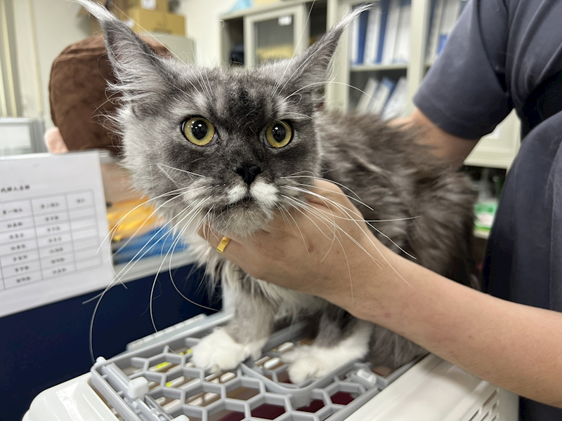 桃園市動物保護教育園區,編號:456453, 緬因貓                 