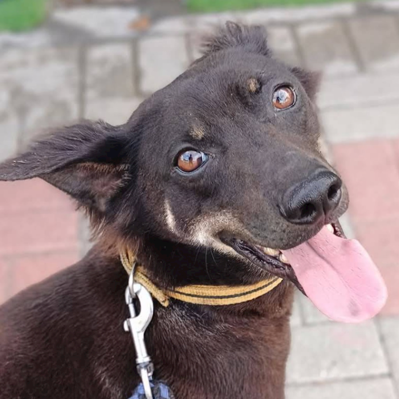 臺南市動物之家灣裡站,編號:363930, 混種犬          