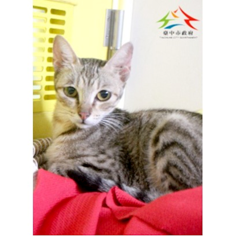 臺中市動物之家后里園區,編號:464003, 混種貓                 