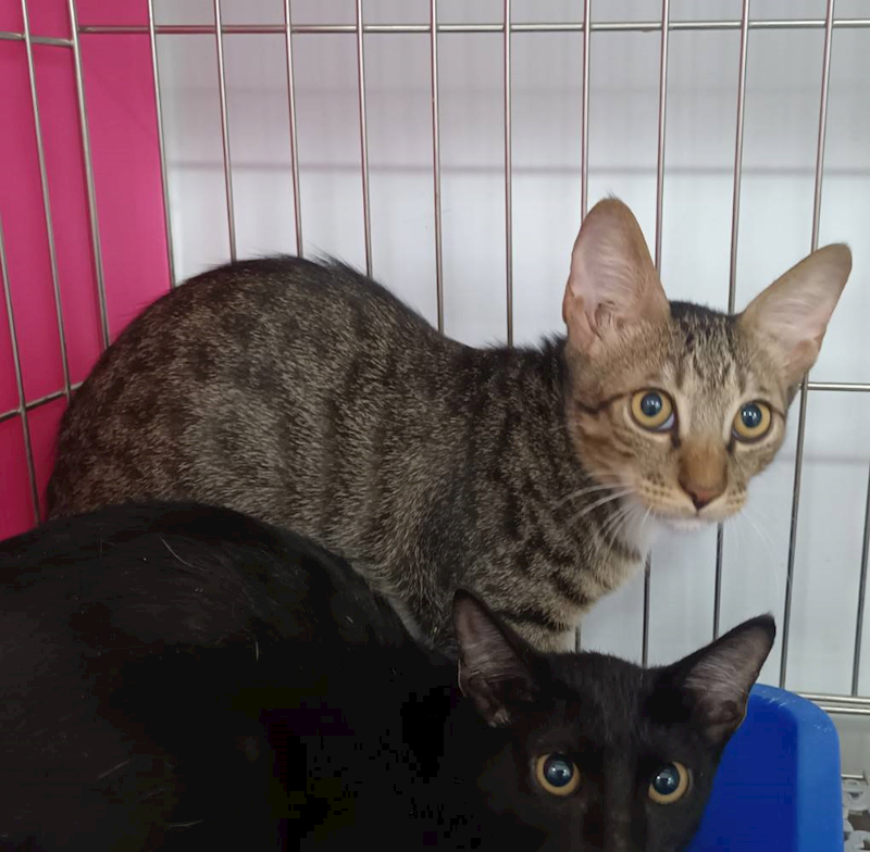 新北市板橋區公立動物之家,編號:461117, 混種貓                 