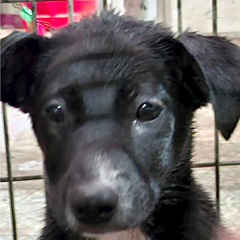 臺南市動物之家善化站,編號:465662, 混種犬          