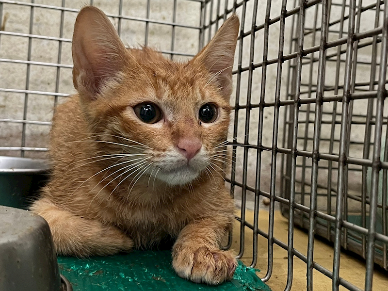 臺北市動物之家,編號:465674, 混種貓                 