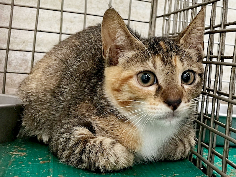 臺北市動物之家,編號:465671, 混種貓                 