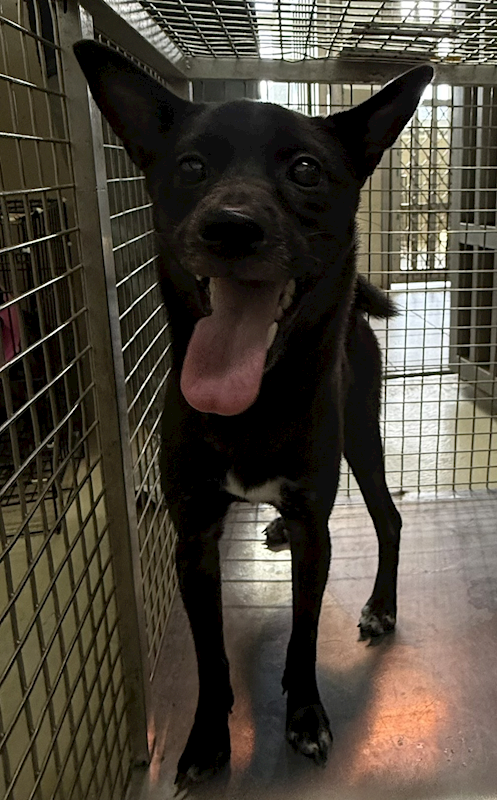 嘉義市動物保護教育園區,編號:461218, 混種犬          