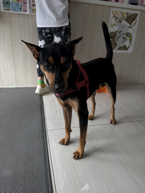 嘉義市動物保護教育園區,編號:463020, 混種犬          