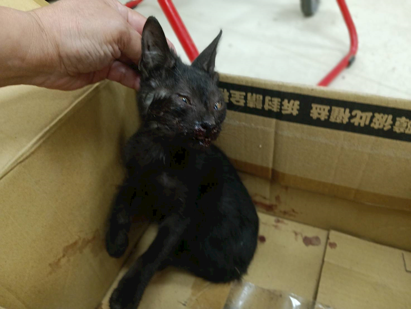新竹市動物保護教育園區,編號:462224, 混種貓                 