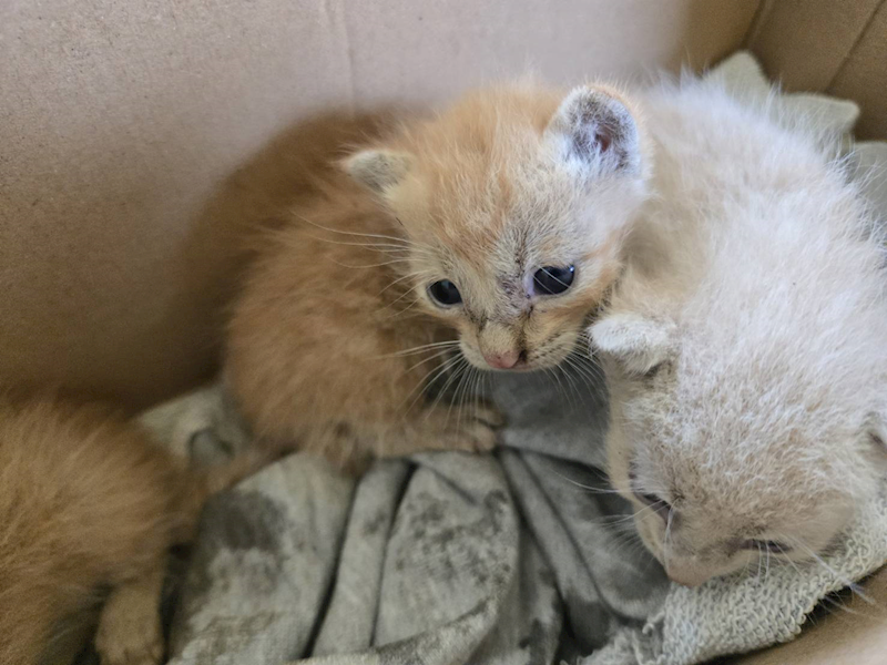 新竹市動物保護教育園區,編號:458860, 混種貓                 