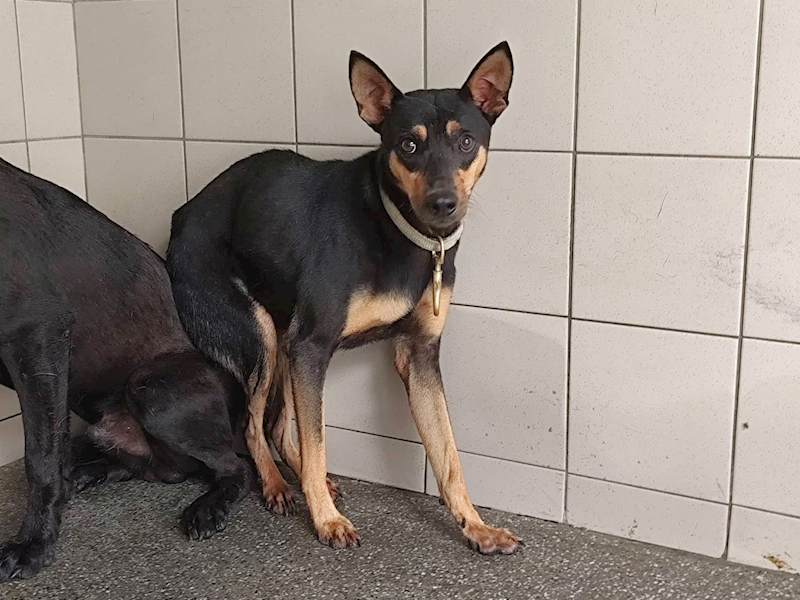 高雄市燕巢動物保護關愛園區,編號:465629, 混種犬          