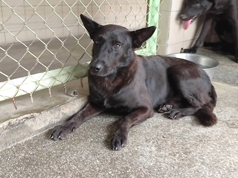 高雄市燕巢動物保護關愛園區,編號:465627, 混種犬          
