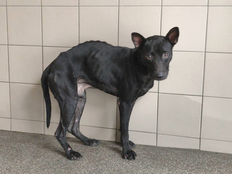 高雄市燕巢動物保護關愛園區,編號:465625, 混種犬          