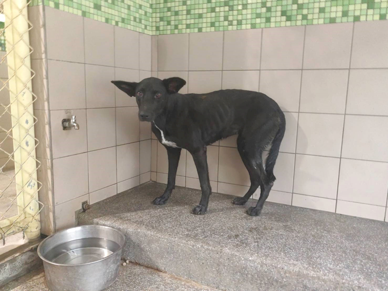 高雄市燕巢動物保護關愛園區,編號:465624, 混種犬          