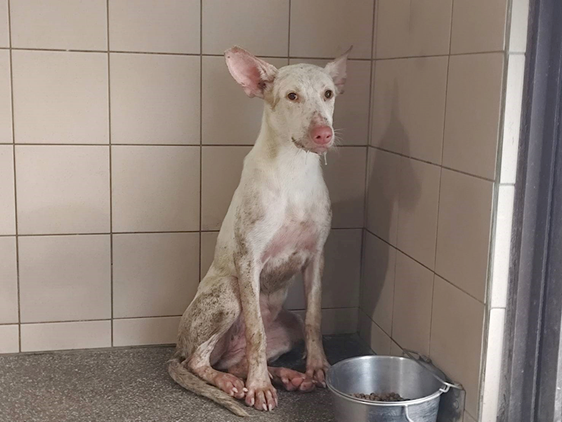 高雄市燕巢動物保護關愛園區,編號:465623, 混種犬          