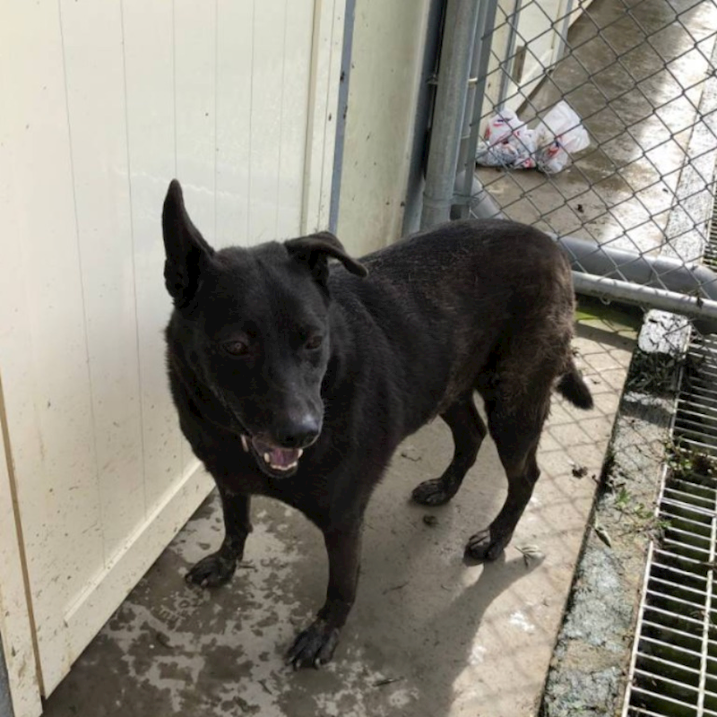 臺北市動物之家,編號:31354, 混種犬          