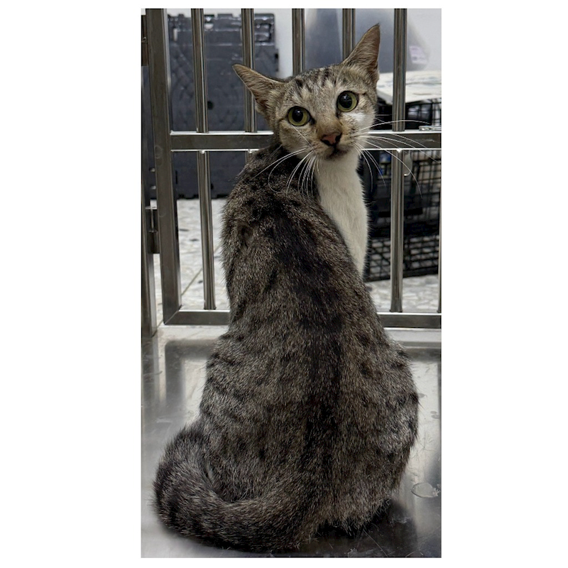 花蓮縣狗貓躍動園區,編號:463515, 混種貓                 