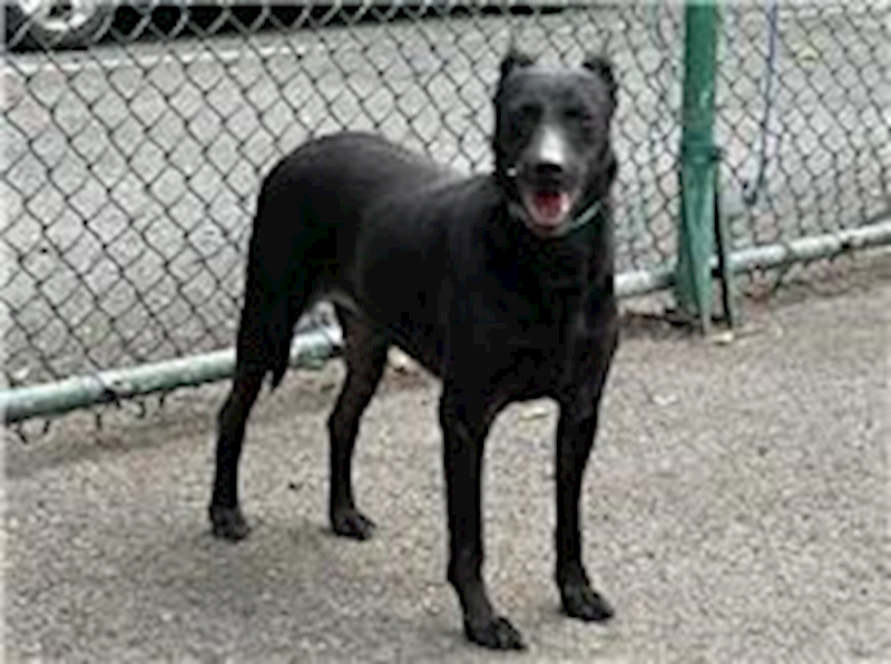 臺北市動物之家,編號:31624, 混種犬          