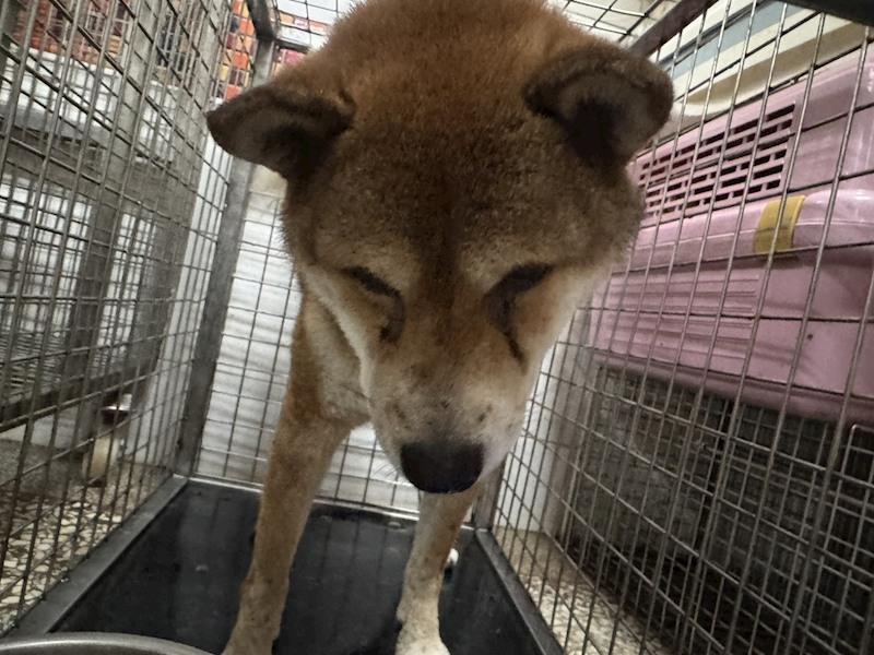 高雄市壽山動物保護教育園區,編號:465610, 柴犬                  