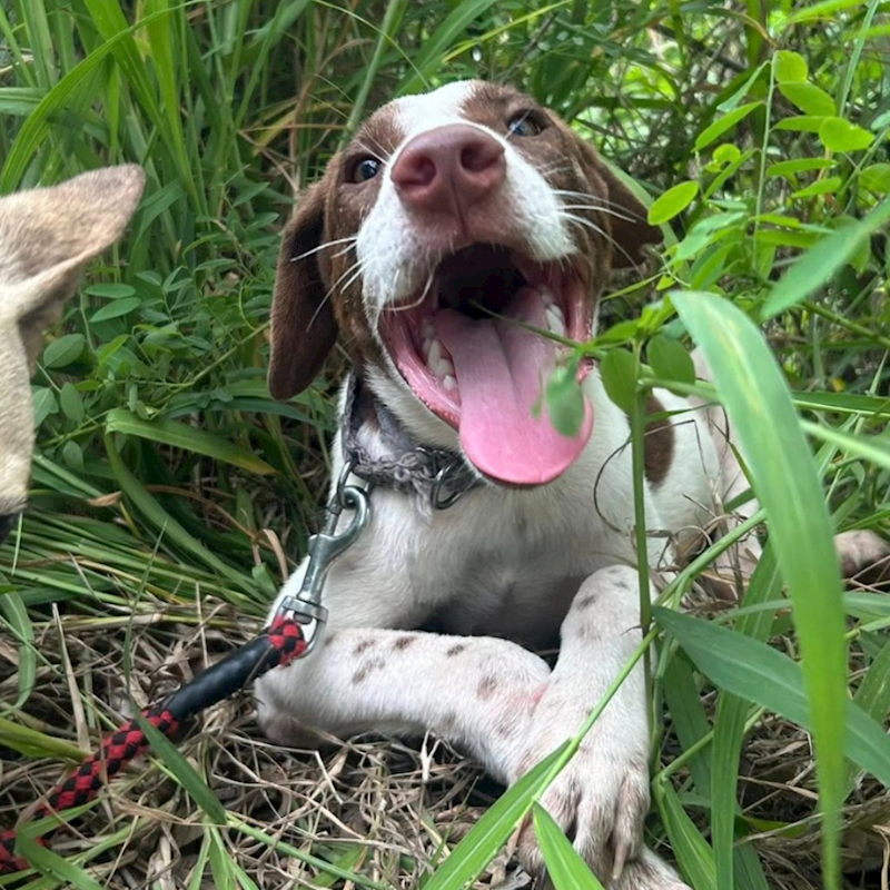 臺南市動物之家灣裡站,編號:437878, 混種犬          