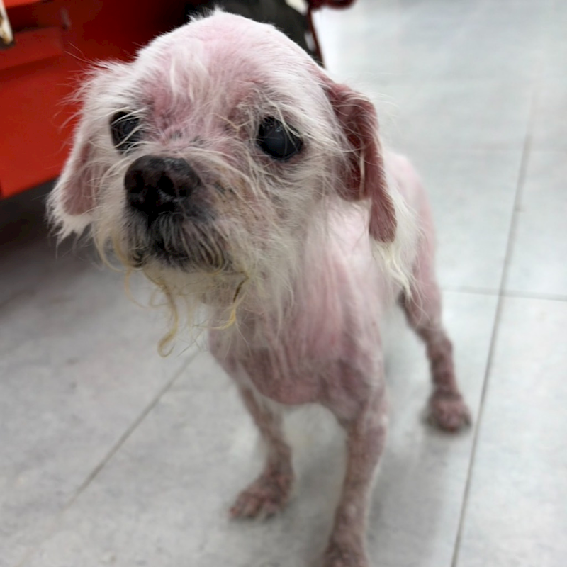 基隆市寵物銀行,編號:465542, 瑪爾濟斯犬           