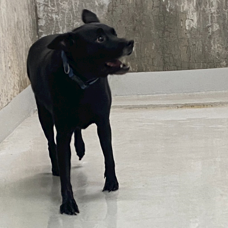基隆市寵物銀行,編號:445128, 混種犬          