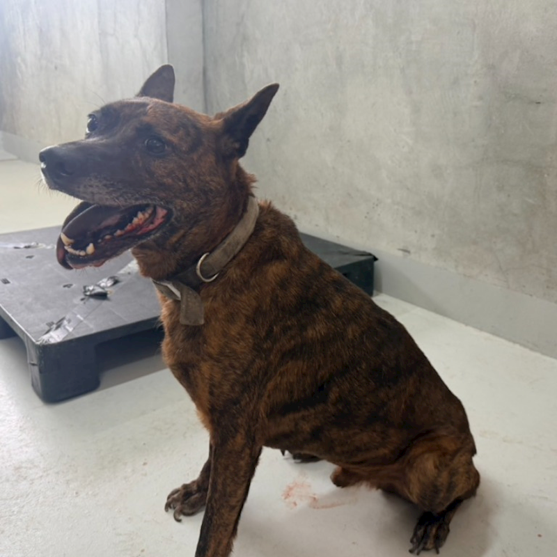 基隆市寵物銀行,編號:464463, 混種犬          