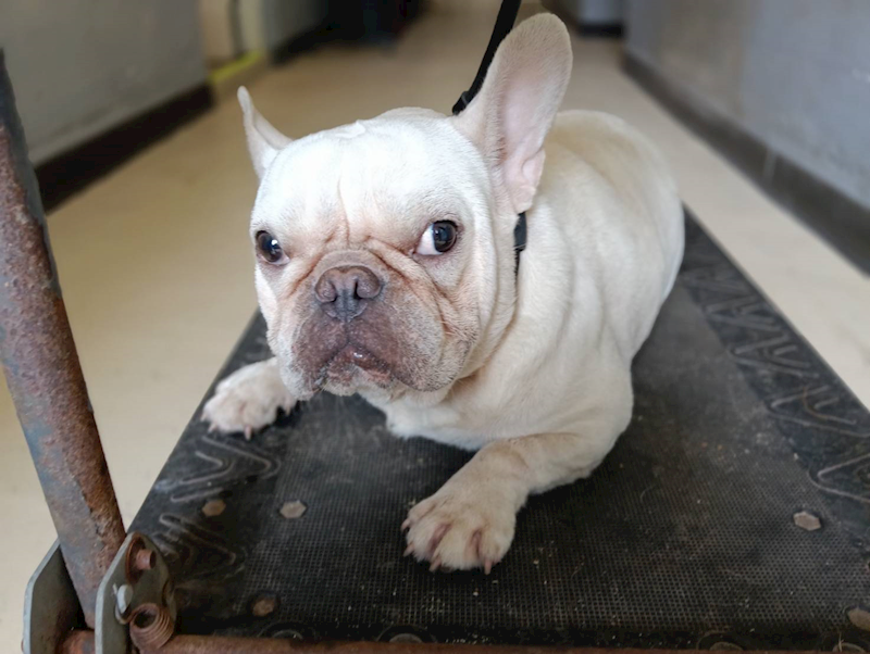 新竹市動物保護教育園區,編號:465747, 法國鬥牛犬