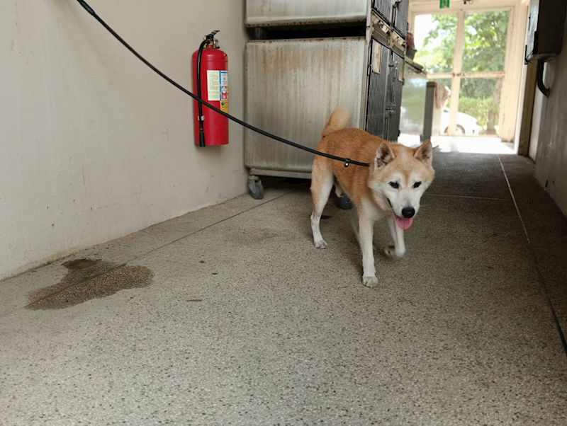 新竹市動物保護教育園區,編號:465748, 柴犬                  