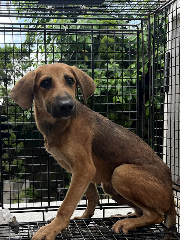 彰化縣流浪狗中途之家臨時收容所,編號:465746, 混種犬          