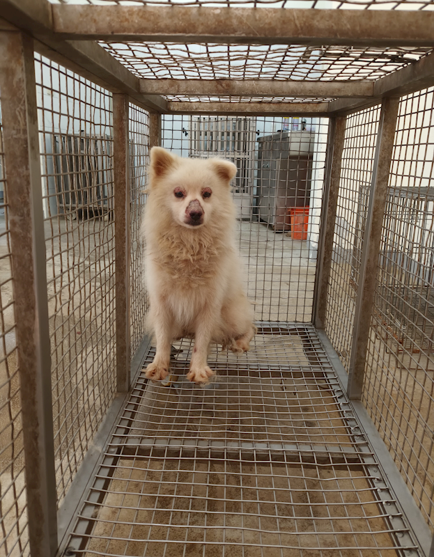 嘉義縣動物保護教育園區,編號:465738, 日本狐狸犬
