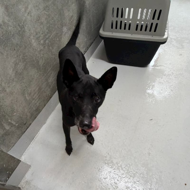 基隆市寵物銀行,編號:430563, 混種犬          