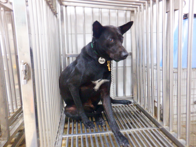 南投縣公立動物收容所,編號:465717, 混種犬          