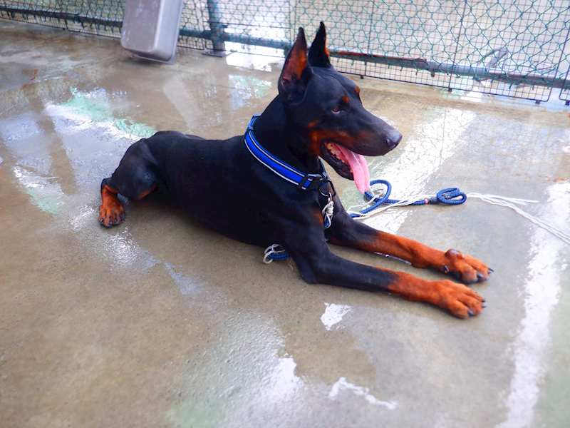 南投縣公立動物收容所,編號:465714, 杜賓犬