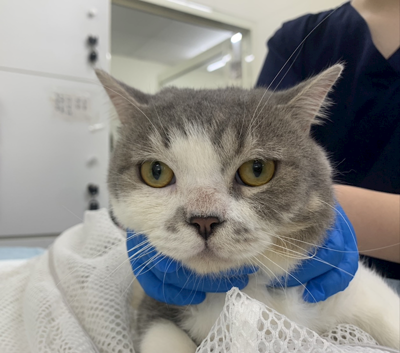 臺北市動物之家,編號:461462, 混種貓                 