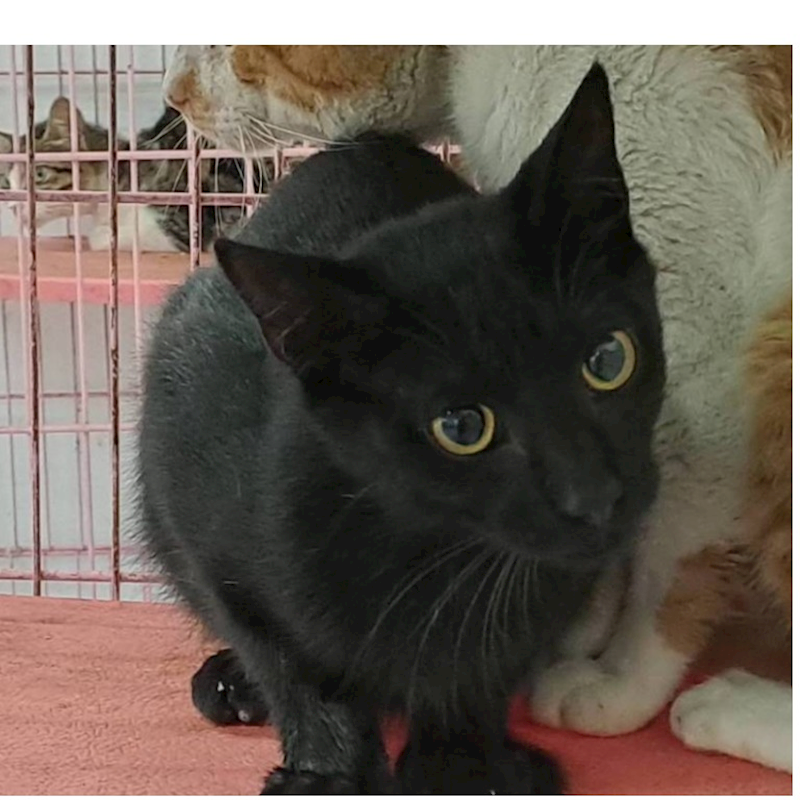 臺北市動物之家,編號:457371, 混種貓                 