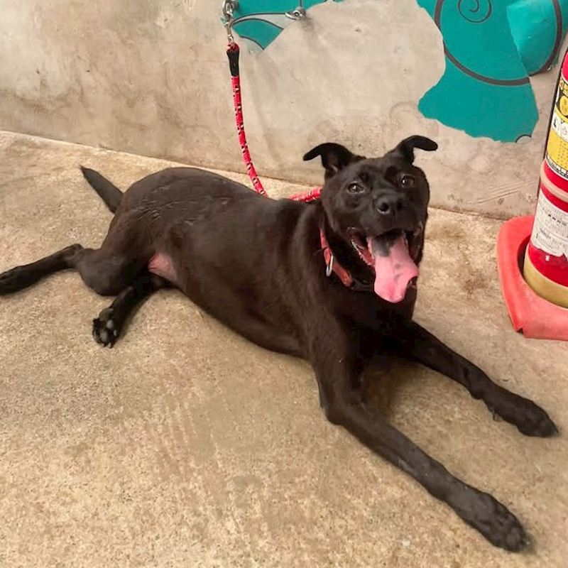 新北市新店區公立動物之家,編號:465808, 混種犬          