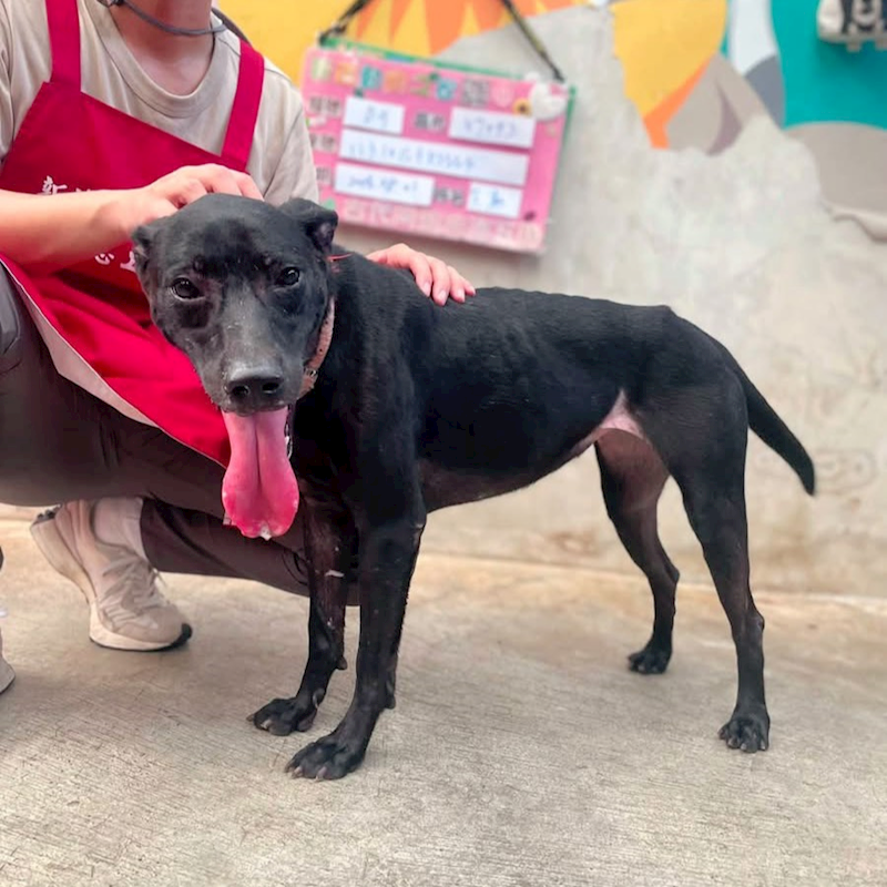 新北市新店區公立動物之家,編號:465807, 混種犬          