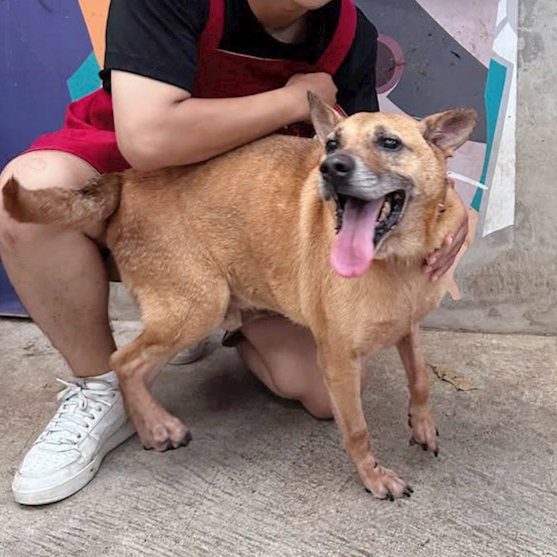 新北市新店區公立動物之家,編號:465799, 混種犬          