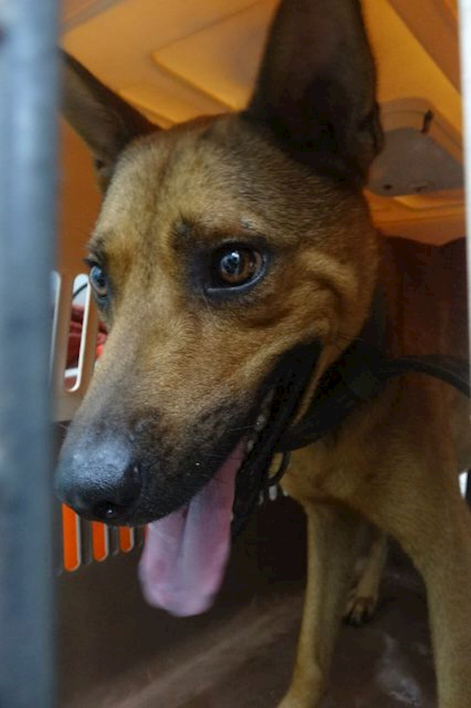 宜蘭縣流浪動物中途之家,編號:465802, 混種犬          