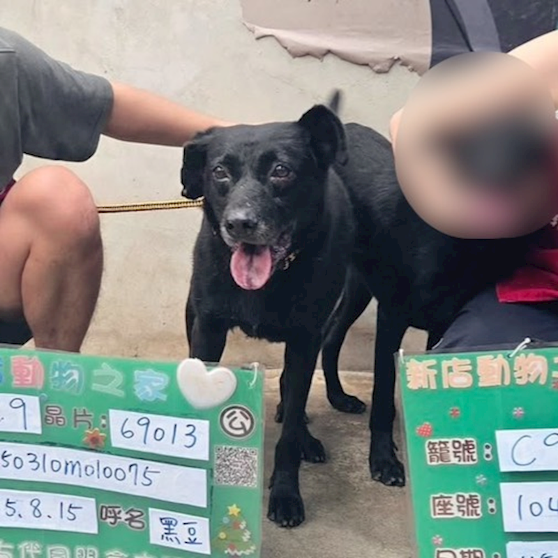 新北市新店區公立動物之家,編號:465790, 混種犬          