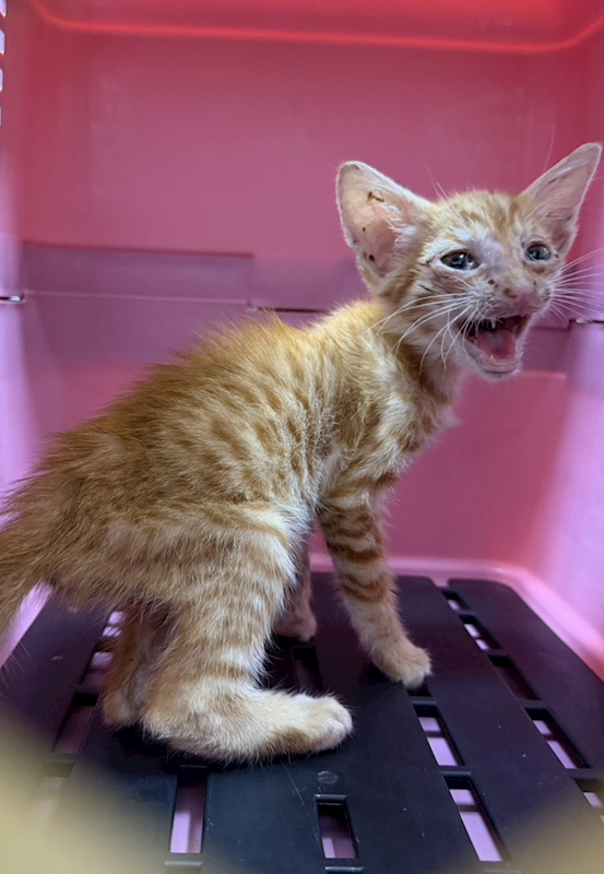 嘉義市動物保護教育園區,編號:456503, 混種貓                 