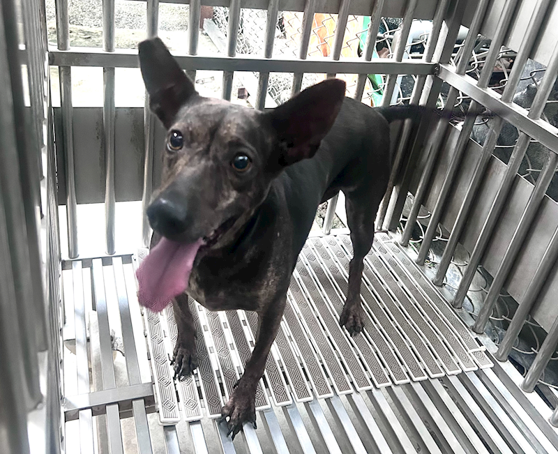 新北市板橋區公立動物之家,編號:465710, 混種犬          
