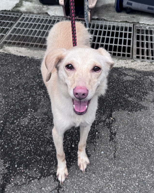 新北市板橋區公立動物之家,編號:465740, 混種犬          