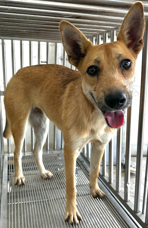 花蓮縣狗貓躍動園區,編號:455393, 混種犬          