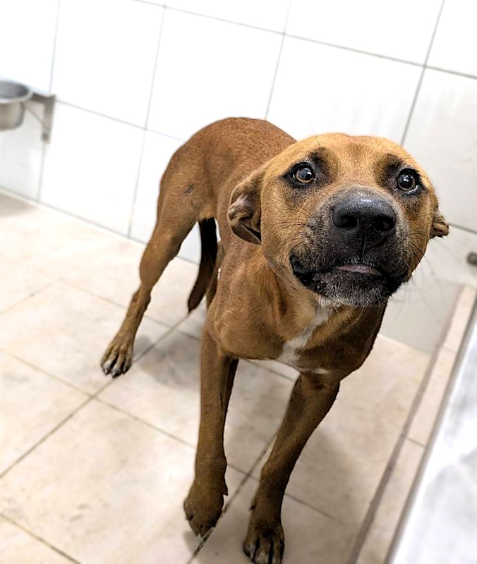 新竹縣動物保護教育園區,編號:465711, 混種犬          