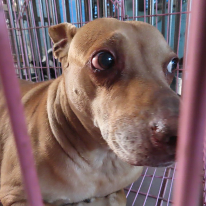 臺南市動物之家灣裡站,編號:293075, 混種犬          
