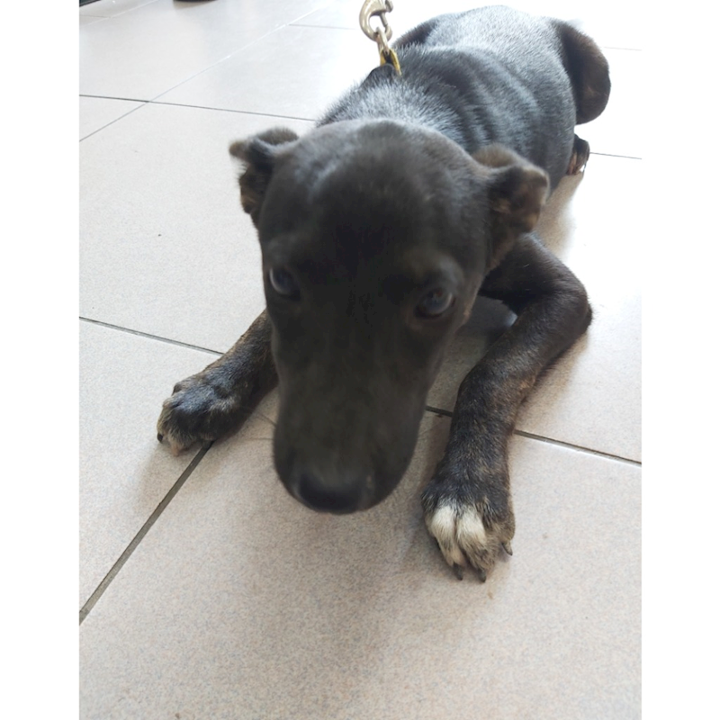 臺南市動物之家灣裡站,編號:403908, 混種犬          